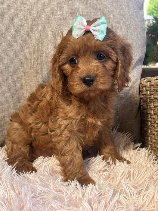Cudowna suczka cavapoo do odbioru