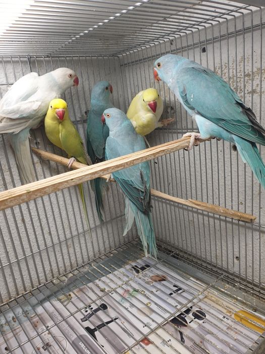 Ring neck demosticados