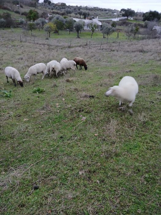 Vende-se ovelhas
