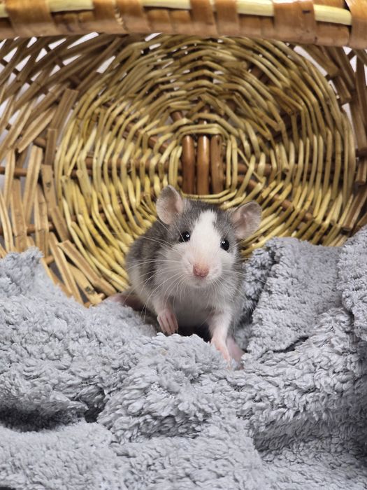 Ручные крысята дамбо. Есть доставка, клетки. Домашние ручные крысы, кр