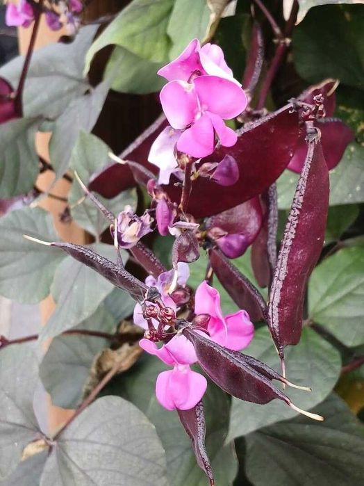 Насіння квітів (107 видів) семена цветов є безкоштовна доставка