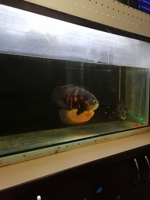 Продам аквариум с рыбами