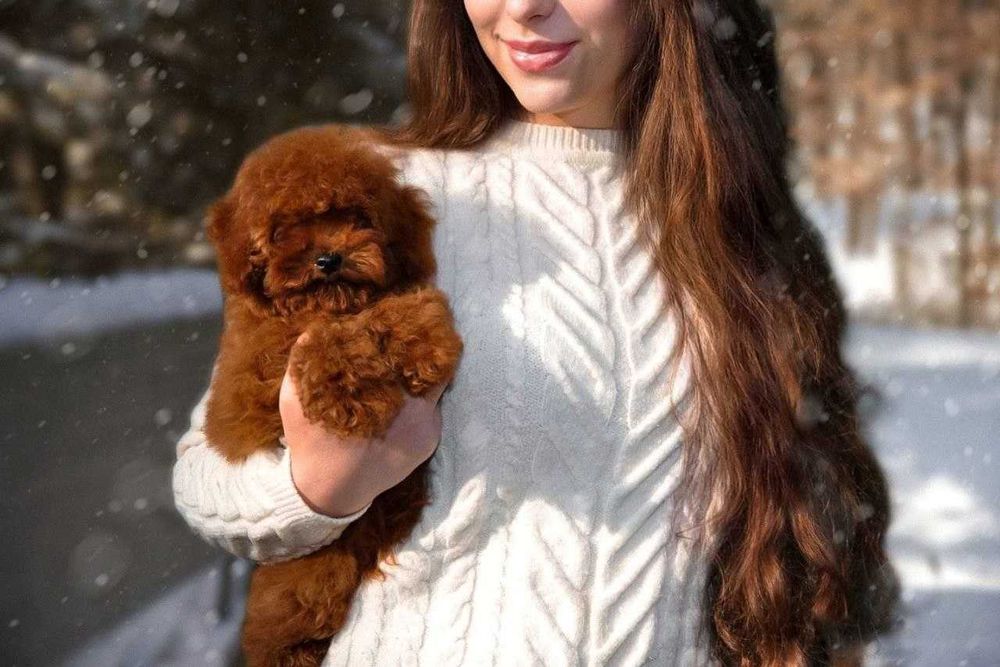 В'язка. Той-пудель. Документи, досвід, тести.