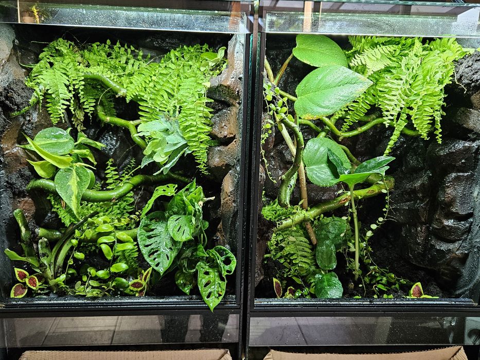 Terrarium tropikalne 40x40x60 gekon orzęsiony