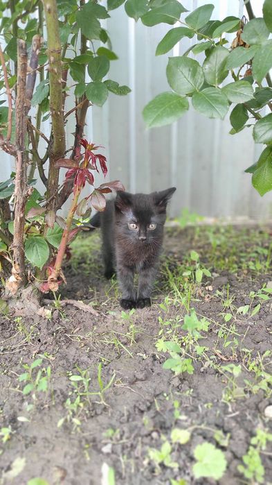 Котик безкоштовно