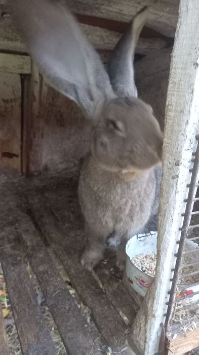 Самець породи бельгійський велитень