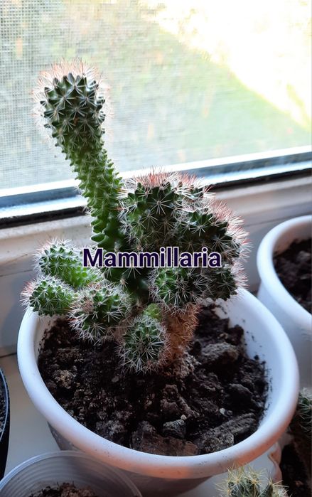 Кактуси різних видів