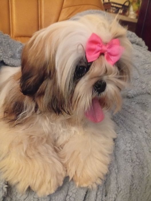 Shih tzu  sunia  śliczna