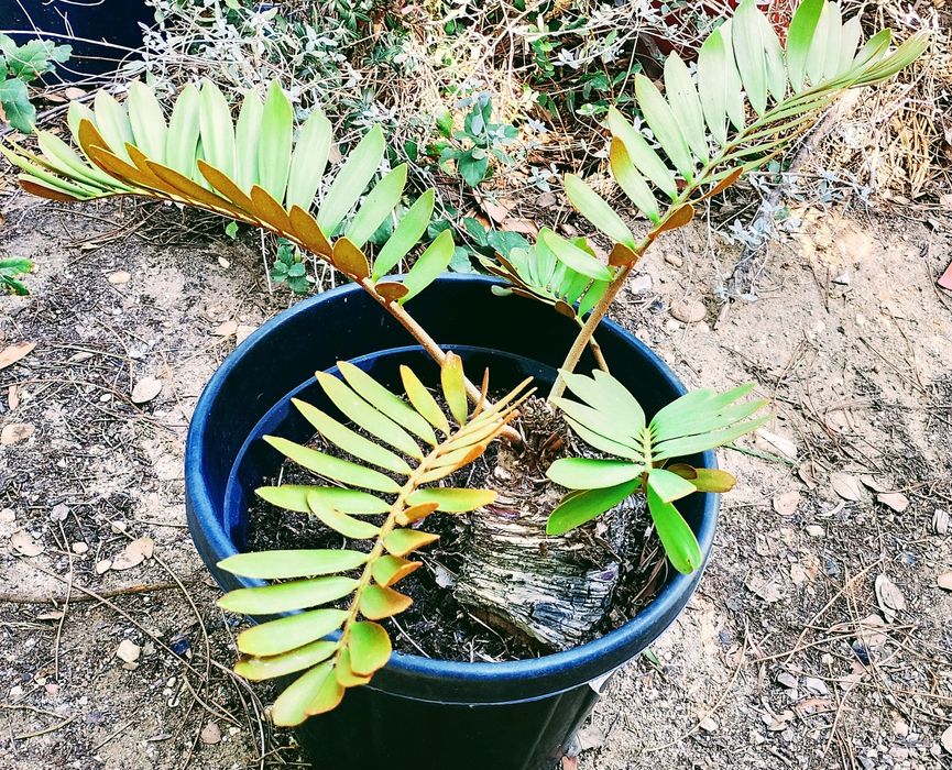 Zamia furfuracea, Zamioculca de Sol ou Palmeira de papelão / cartão