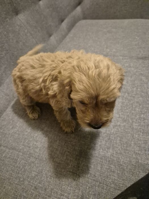 Cockapoo suczkaa
