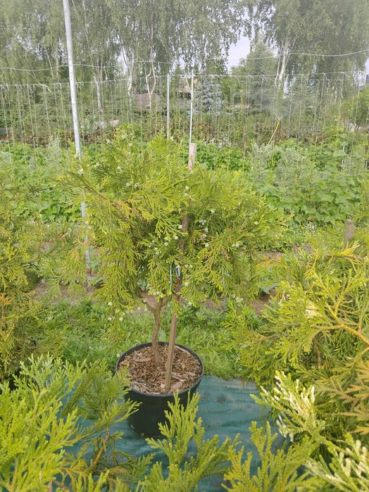 thujopcis dolabrata żywotnik japoński