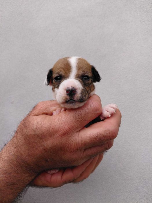 Jack Russel Terrier com LOP