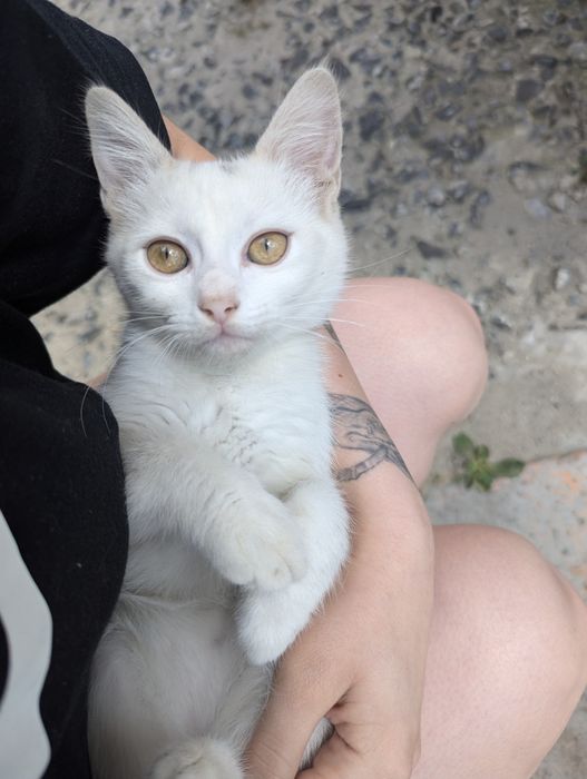 Відаю двох котиків хлопчик та дівчинка