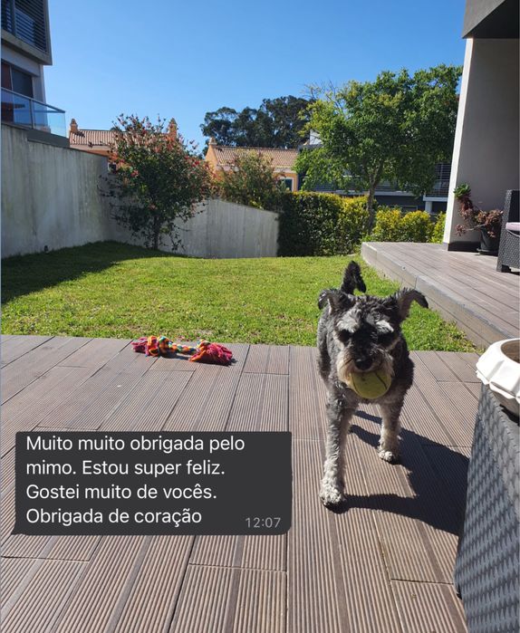 Pet sitting em estadia familiar - Oeiras