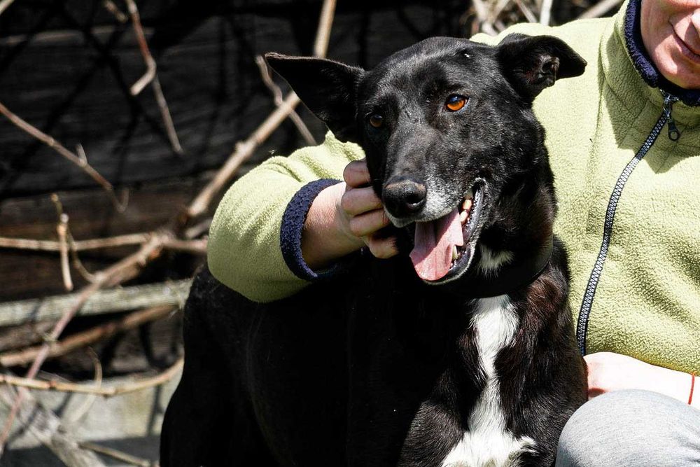 Frank - super pies szuka domu