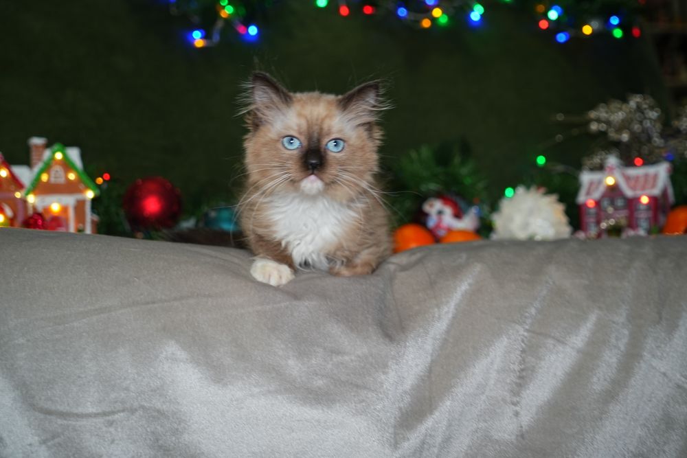 Kotka mink ragdoll/cherubim wykastrowana, do odbioru