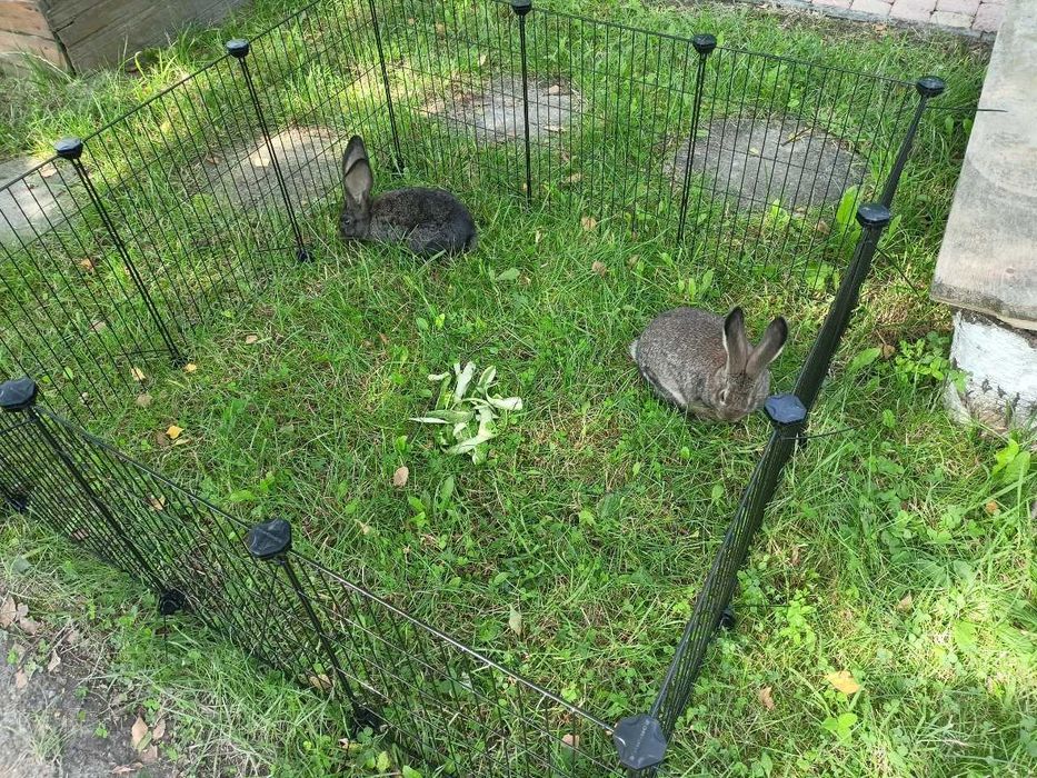 Wybieg Kojec Klatka dla Świnki Morskiej Królika Gryzoni Gryzonia NOWY