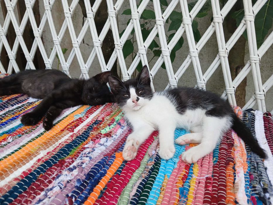 Dá-se 2 gatinhos 2 meses