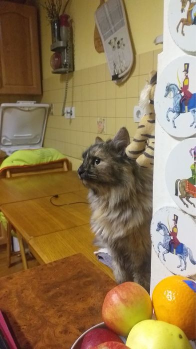 Віддаємо кицю в добрі руки