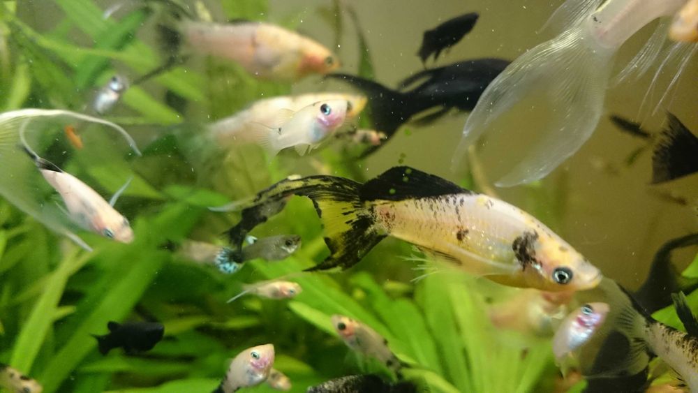 Narybek molinezji ostroustych - 1-2 cm    30 szt za 50 zł