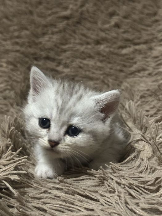 Кошеня шотландська