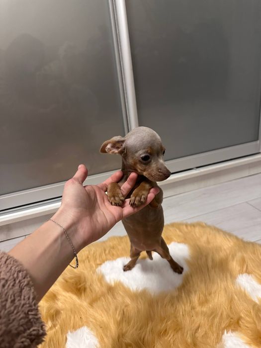 Цуценята той терьера торг