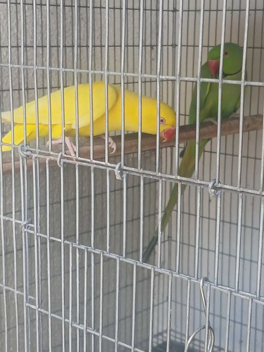 Ring Neck para criar á mão