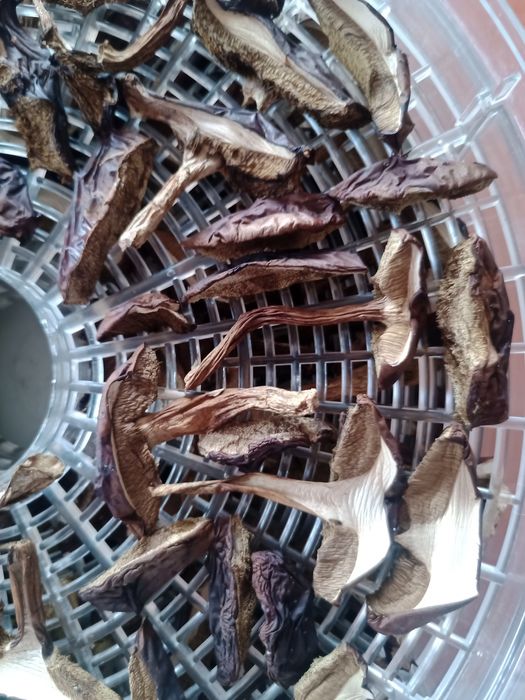 Grzyby leśne suszone - podgrzybki 28zł