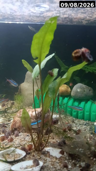 Guppies / Lebistes – Jovens 2 meses | Packs desde 1€