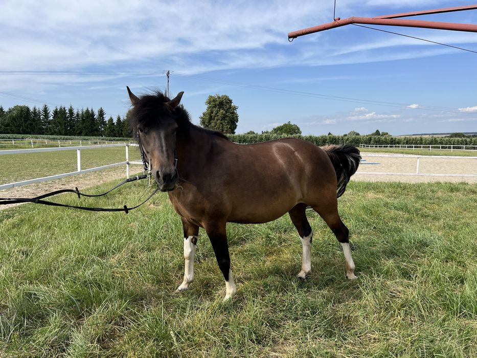 Klacz huculska 7 lat