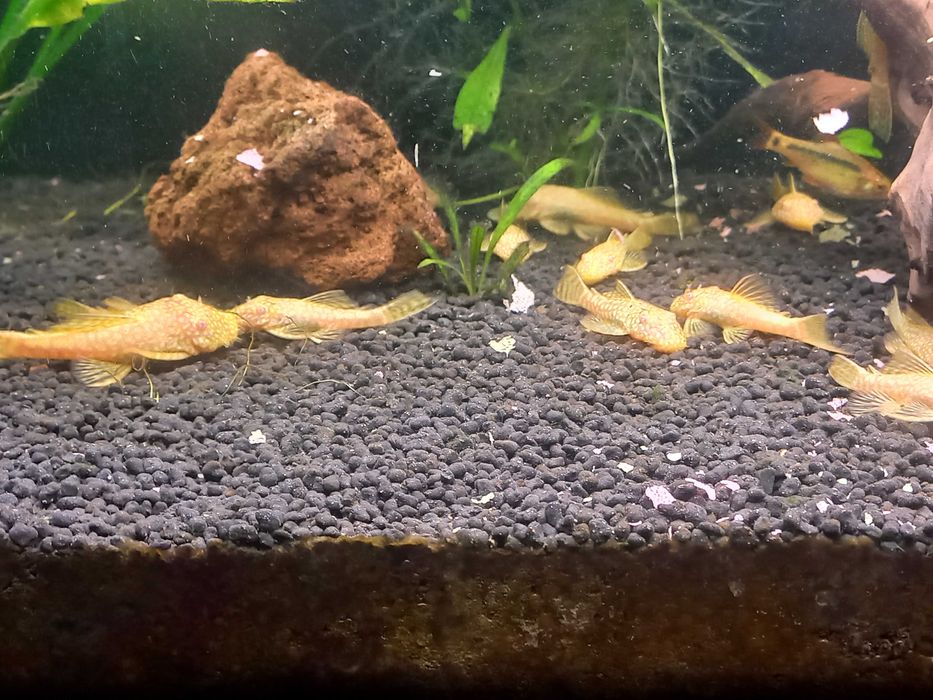 Zbrojnik glonojad albinos 10-12cm