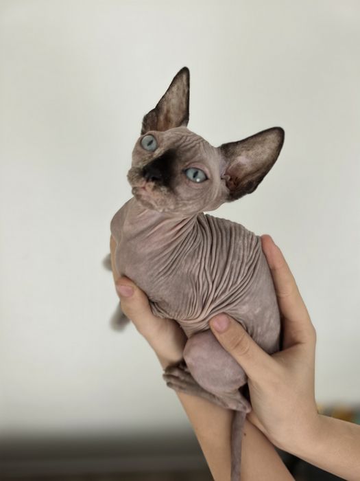 Sfinks Canadian sphynx