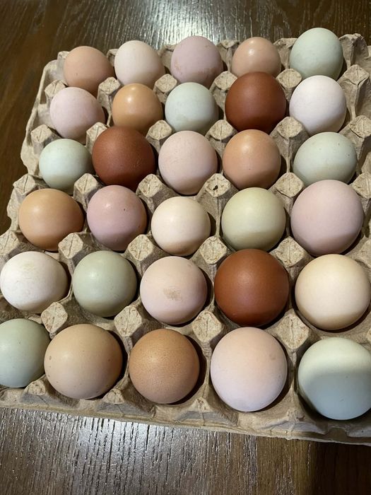 Інкубаційне яйце