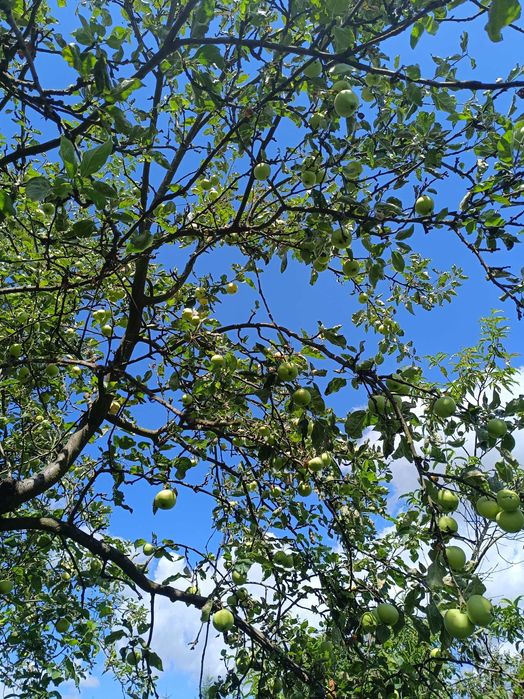 "Męski" chutney z jabłek Papierówek 250 ml