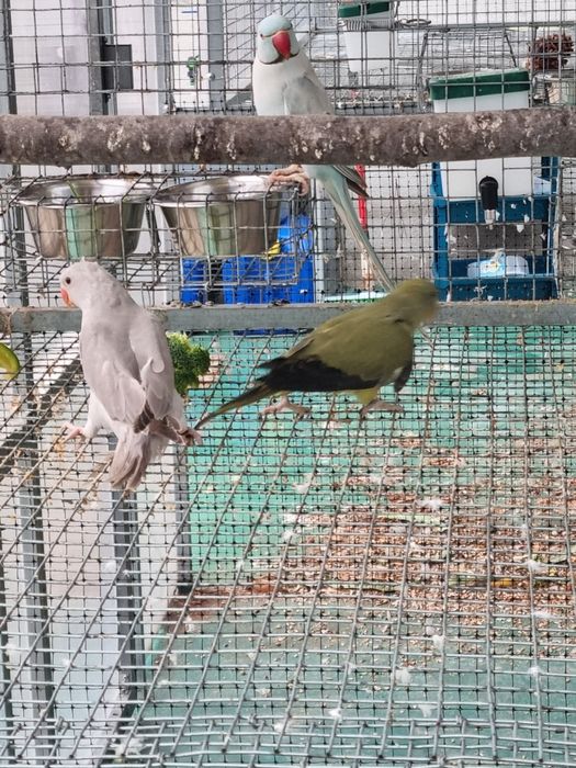 Ringneck  desde 80 euros