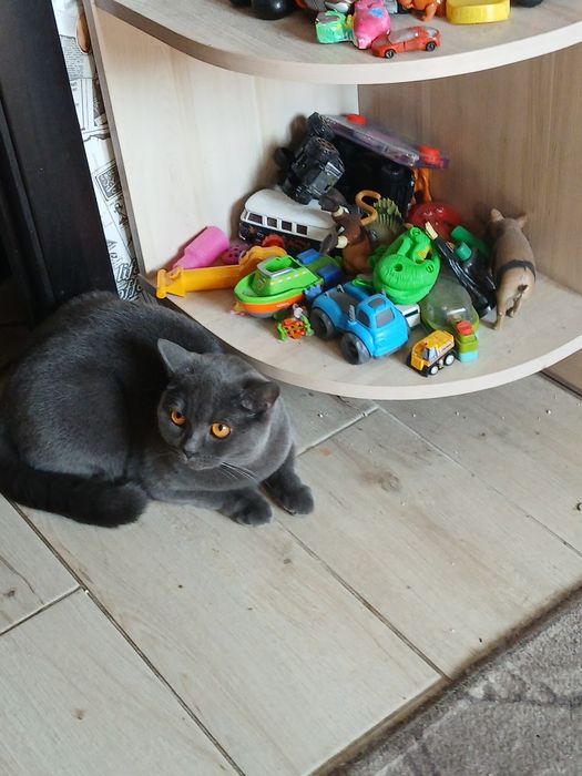 Отдам кошечку  в добрие руки