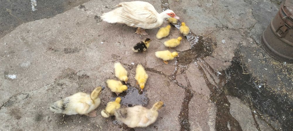 Продаються каченята мускусні (шипуни)