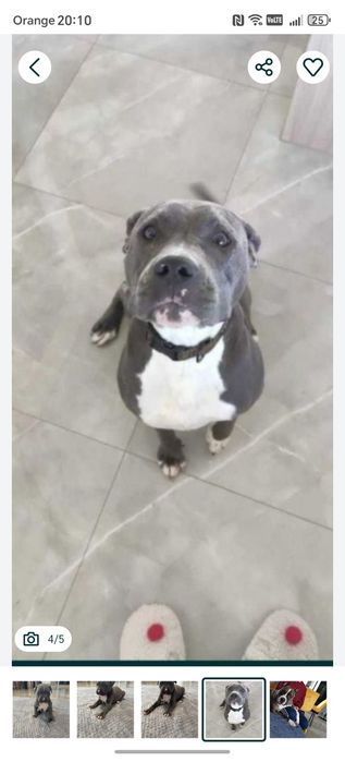 Piesek czarny American Staffordshire Terrier (amstaff)