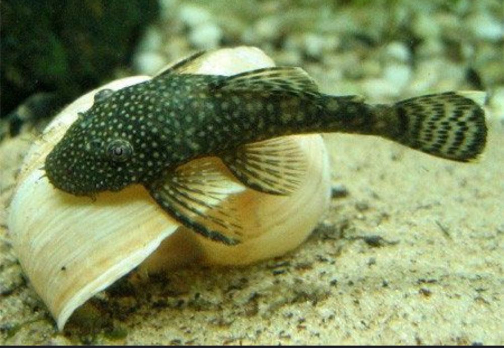 Продам сомиків анциструсів