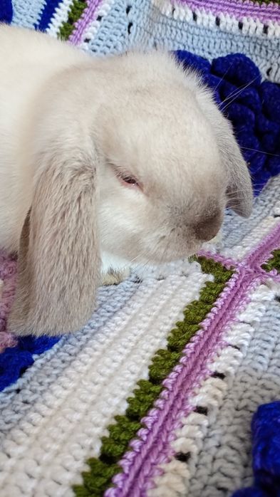 Mini Lop, karzełek  baranek