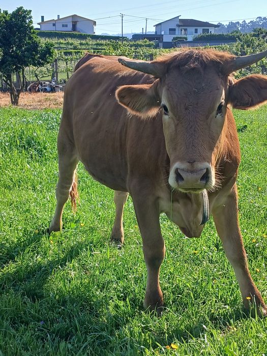 Vaca minhota.