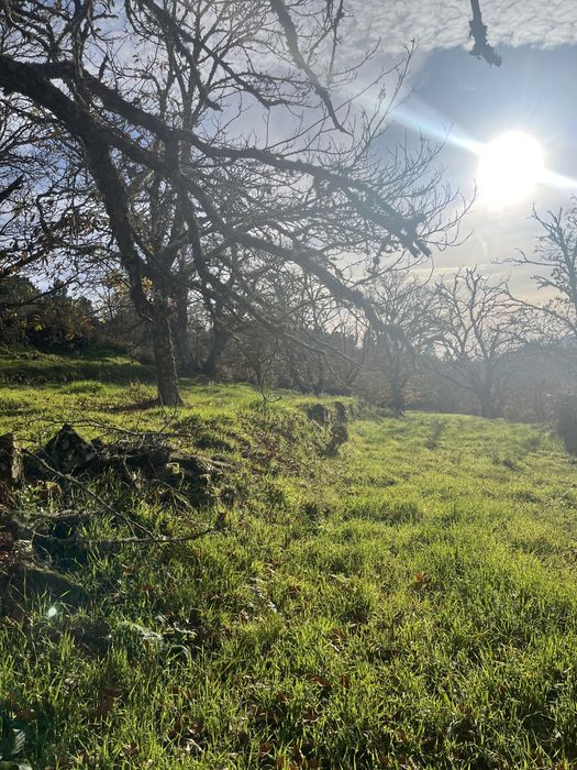 Terreno com Souto e cultivo junto á IP2 Trancoso, com acesso a agua