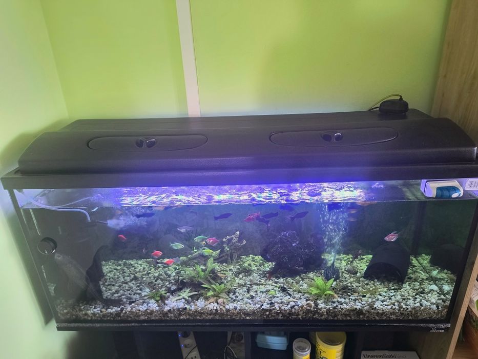 Akwarium 240 l z rybami