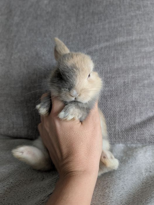 Puchate królik/króliki Karzełki Miniaturowe – zakochasz się od pierwszego wejrzenia!nie mini lop, mikro karzełki