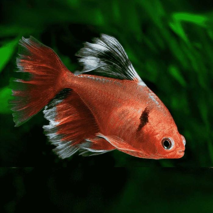 Bystrzyk barwny longfin Barracuda Dębica