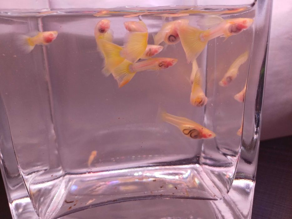 Gupik Albino Yellow Glass - para