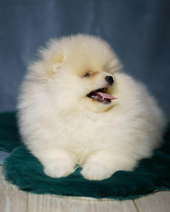 Pomeranian piesek