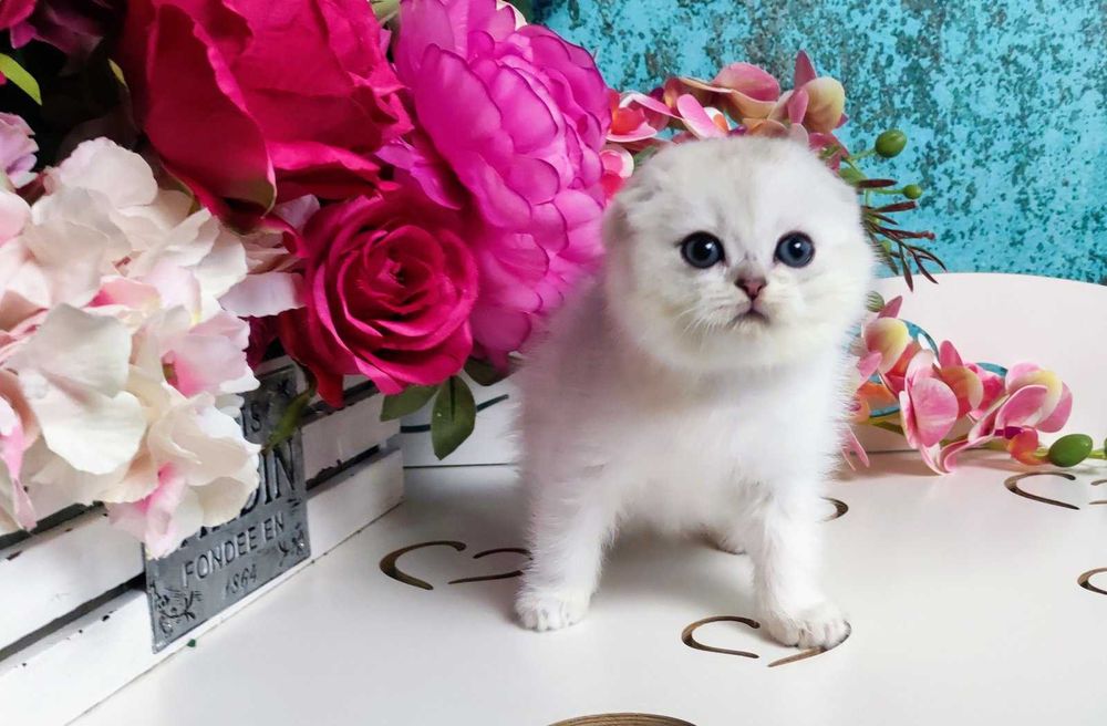 Шотландський висловухий Срібляста шиншила хлопчик Унікум