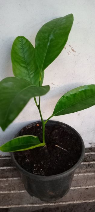 Продам кімнатній каламандін лимон мандарин.