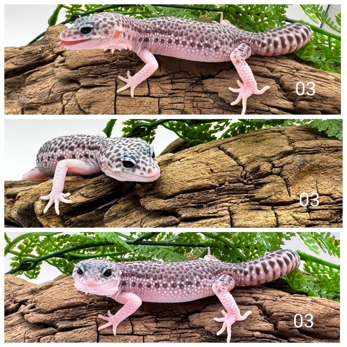 Młode gekony lamparcie, eublefary Total Eclipse